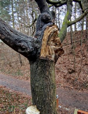 suchý strom lobezpark suchý strom lobezpark